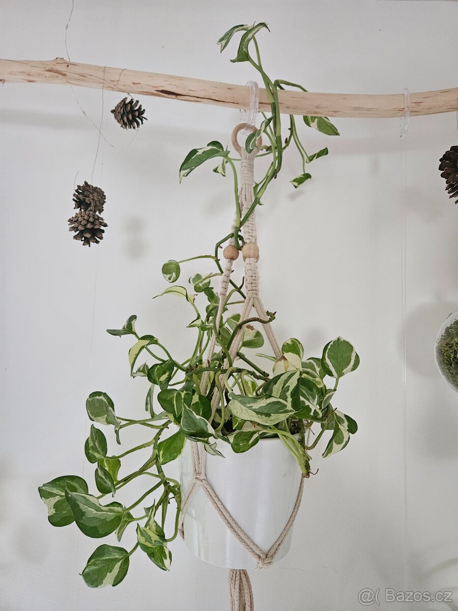 Epipremnum aureum N Joy