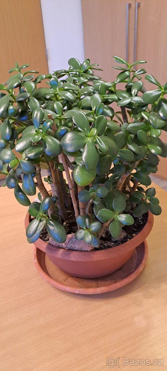 Crassula Ovata-Tlustice