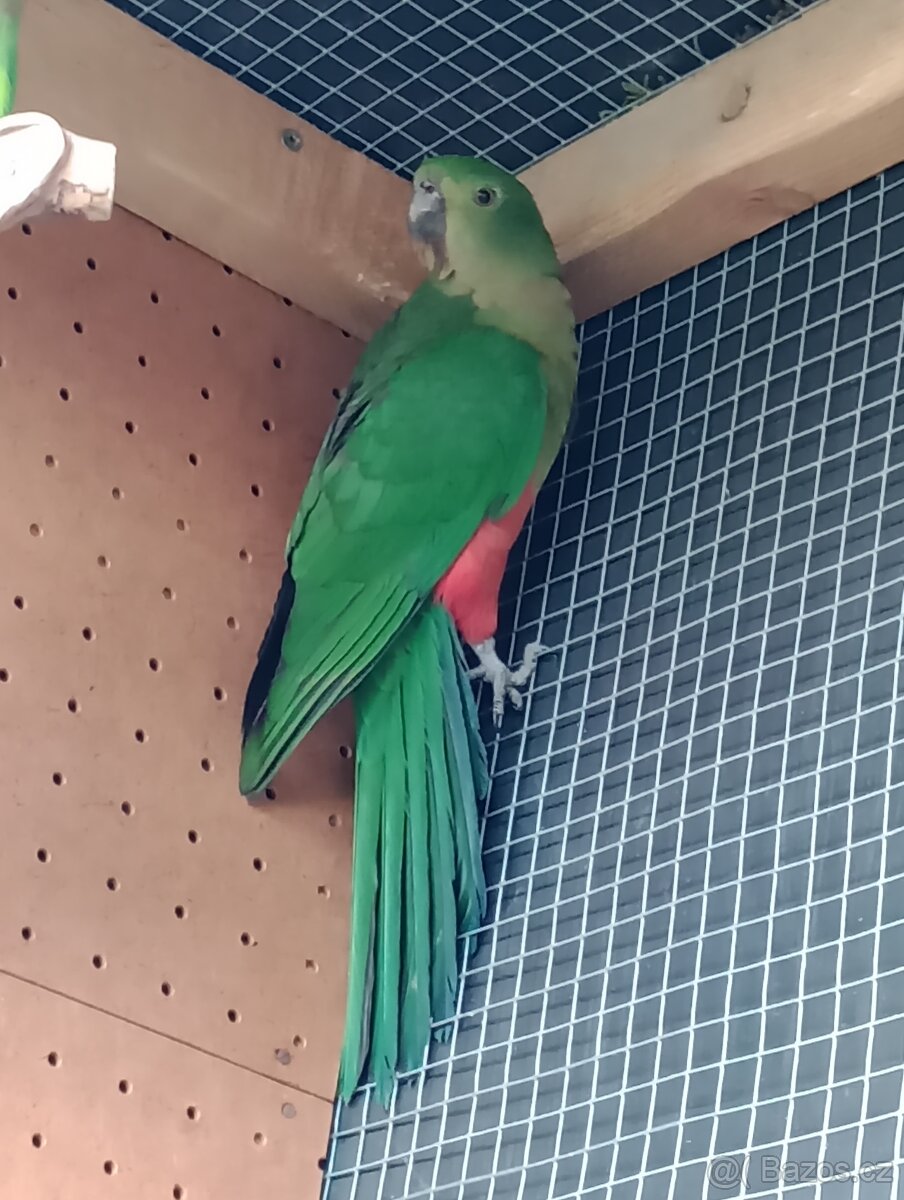 sameček papouška nádherného a samička papouška královského