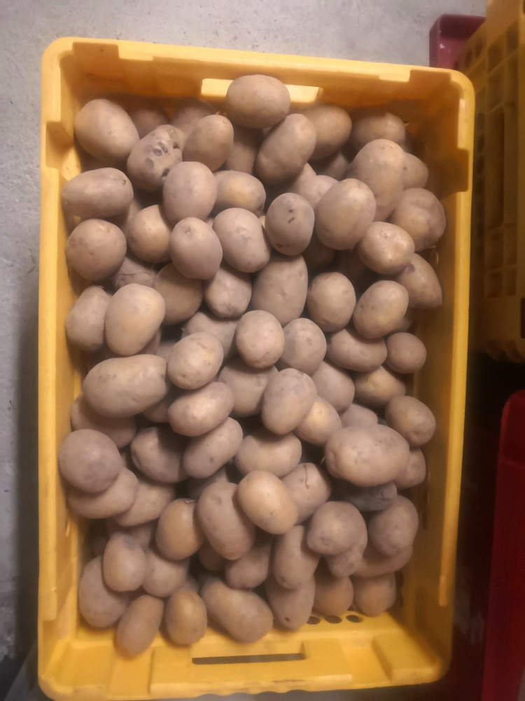 BRAMBORY