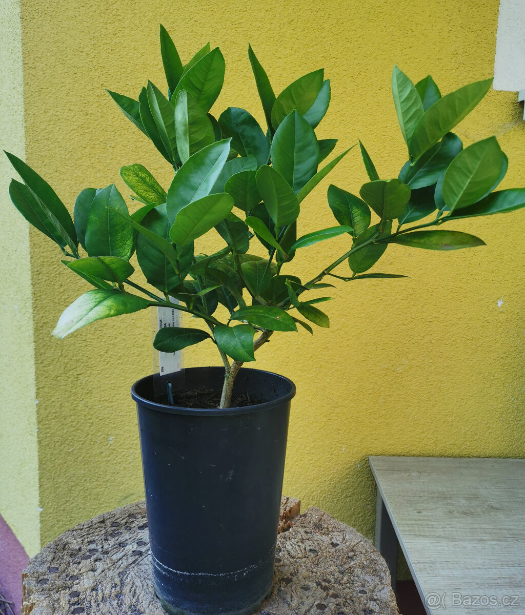Citroník PONDEROSA (20a)