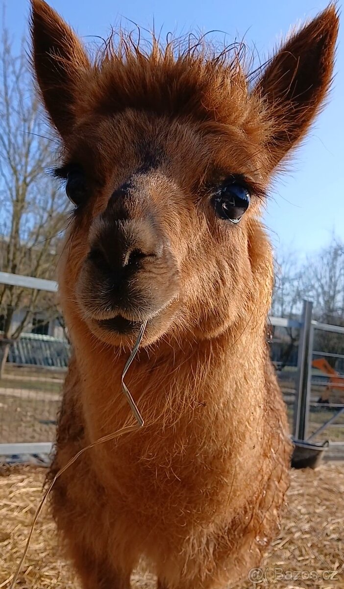 Lama