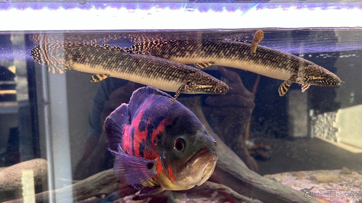 Bichir pruhoploutvý