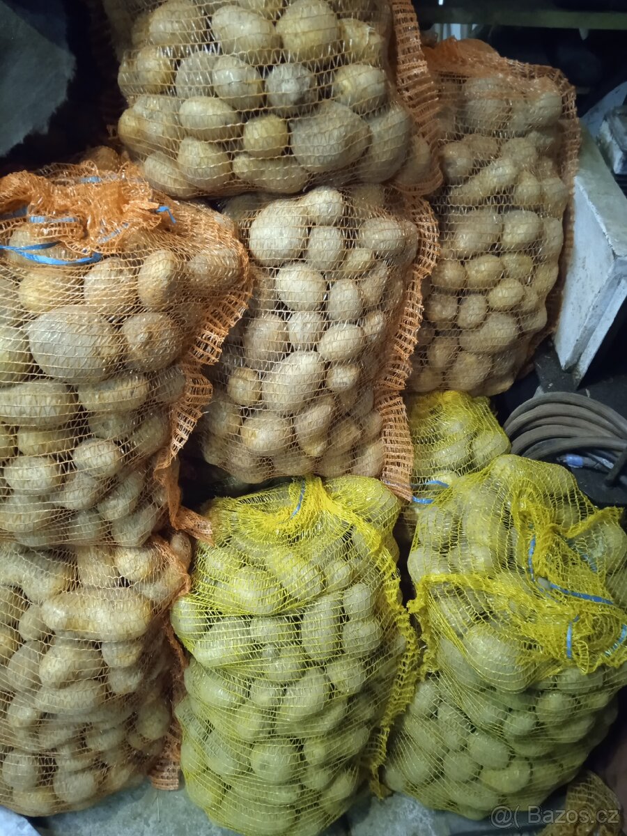 Prodám brambory na uskladnění