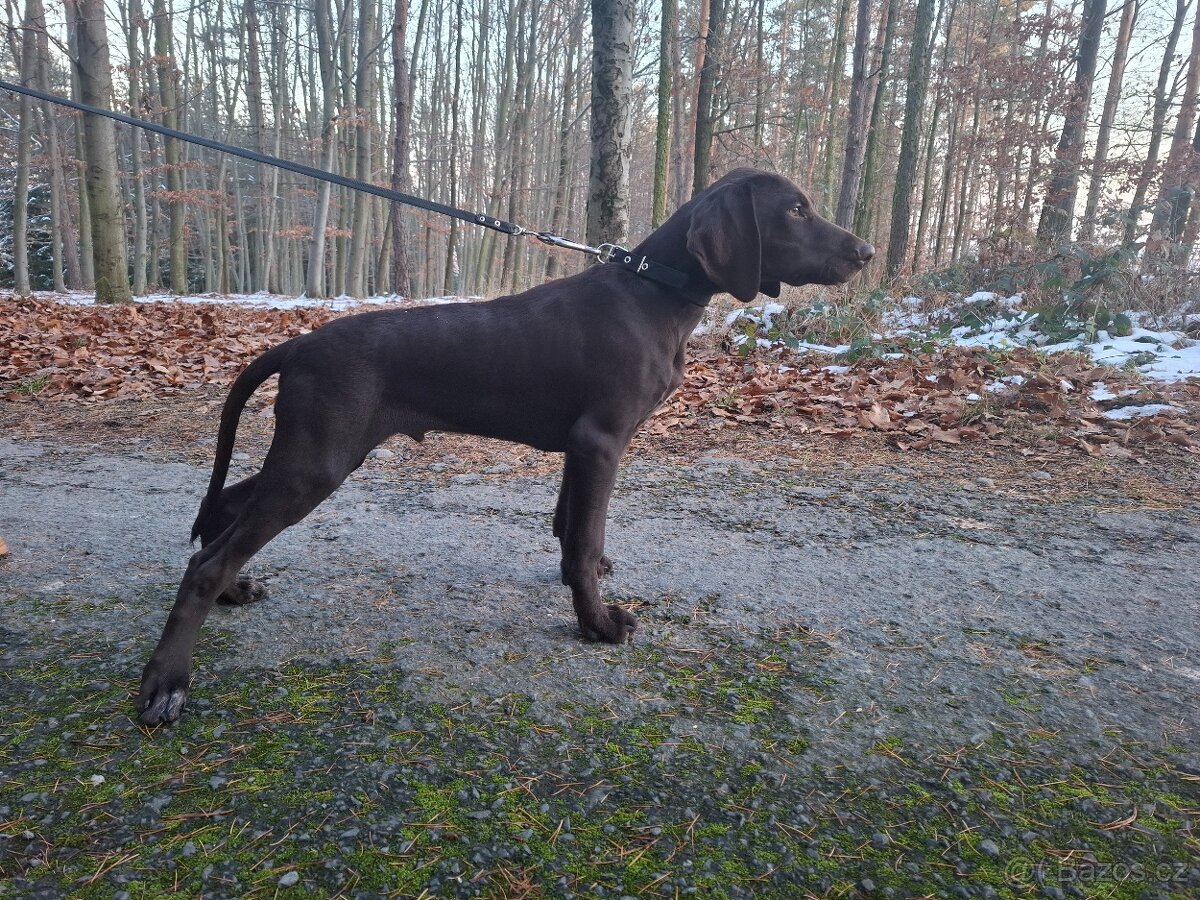 Prodám štěňata NKO - německý krátkosrstý ohař