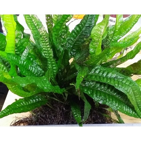 Akvarijni rostlinky - Microsorum Pteropus / hnedovka