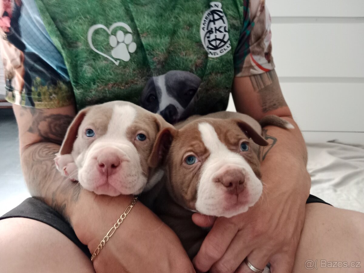 American Bully pocket size POCKET/STANDARD