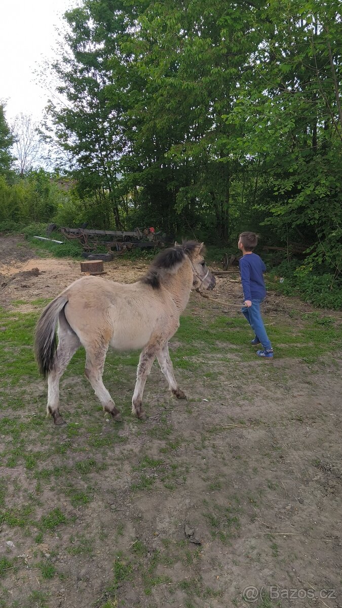 Koník polský