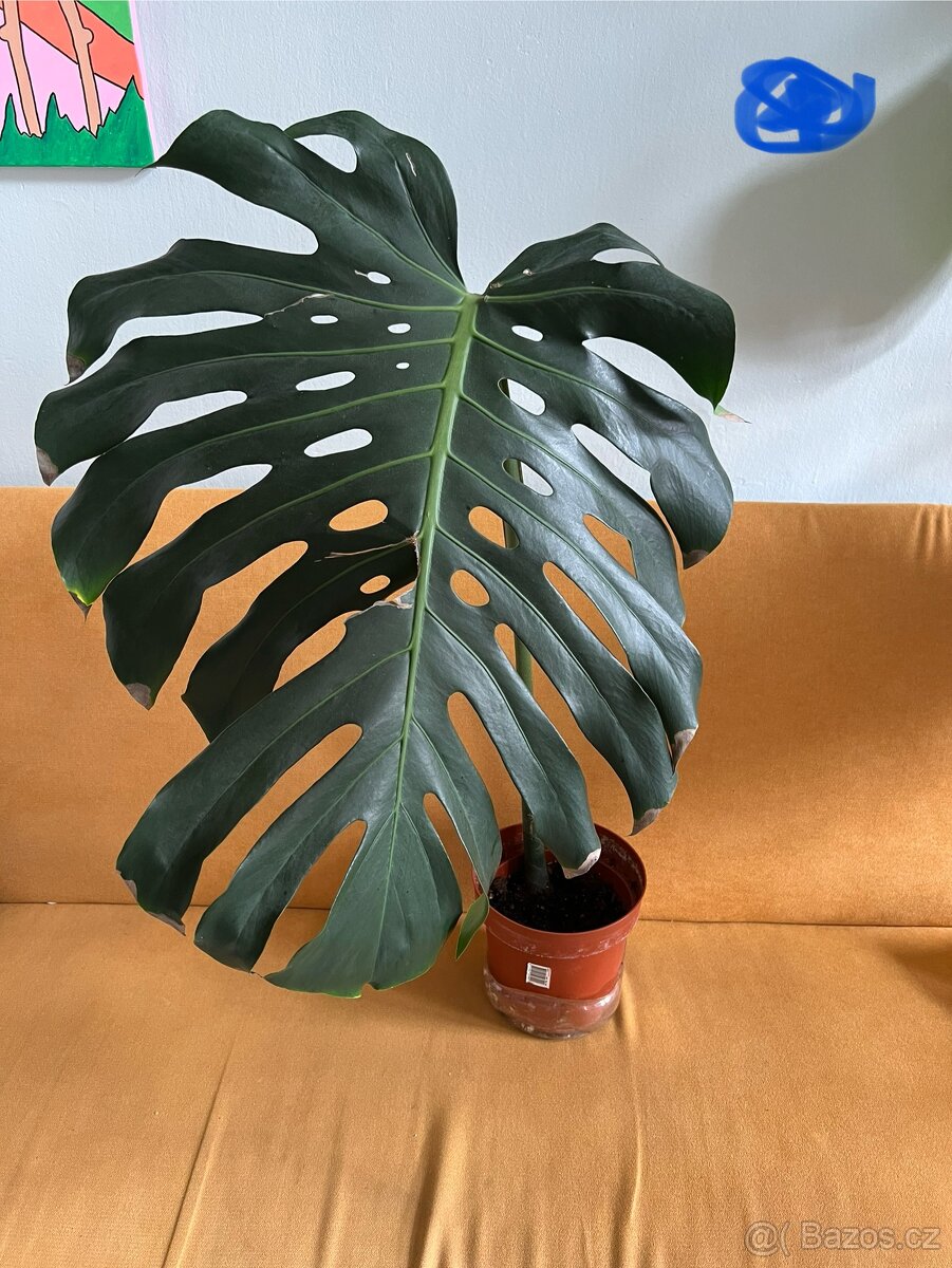 Monstera zakořeněné řízky 3ks