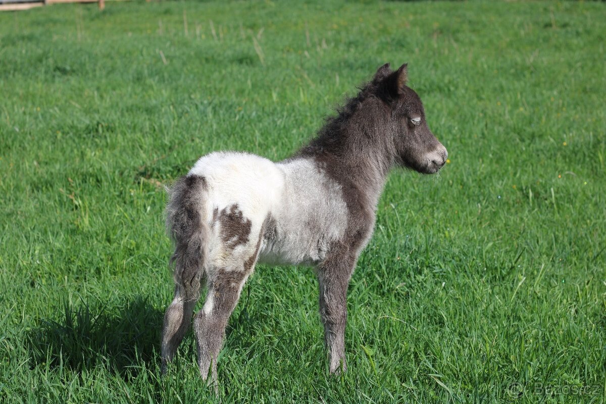ATRAKTIVNÍ minihorse hřebeček