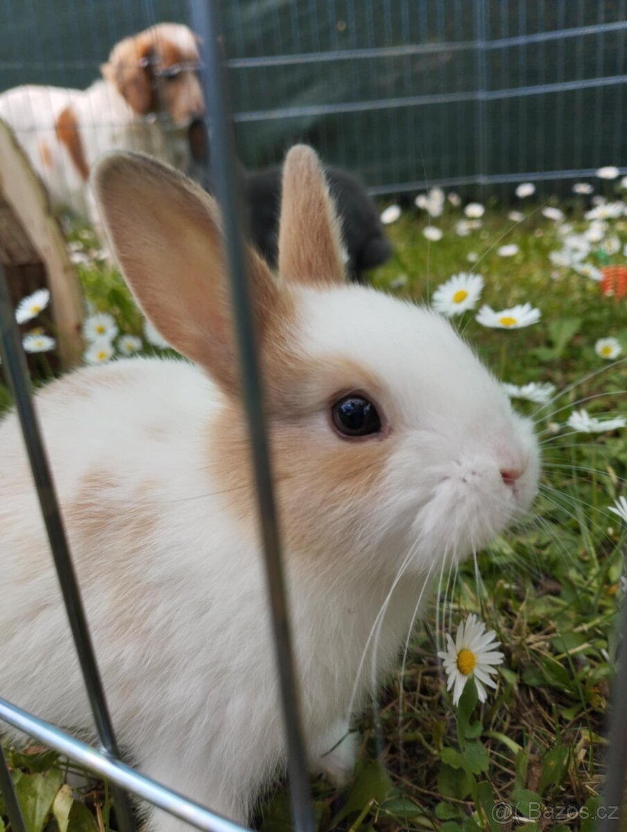 Králík