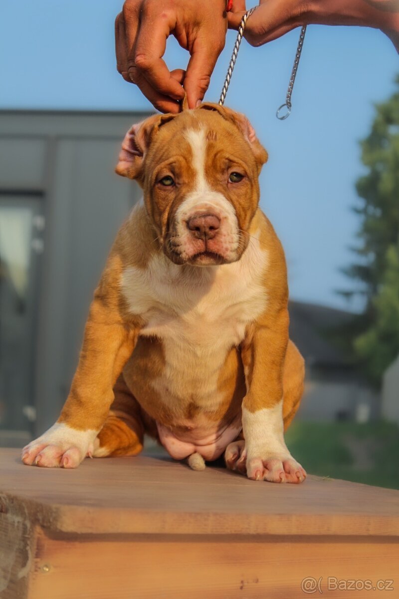 American Bully XL
