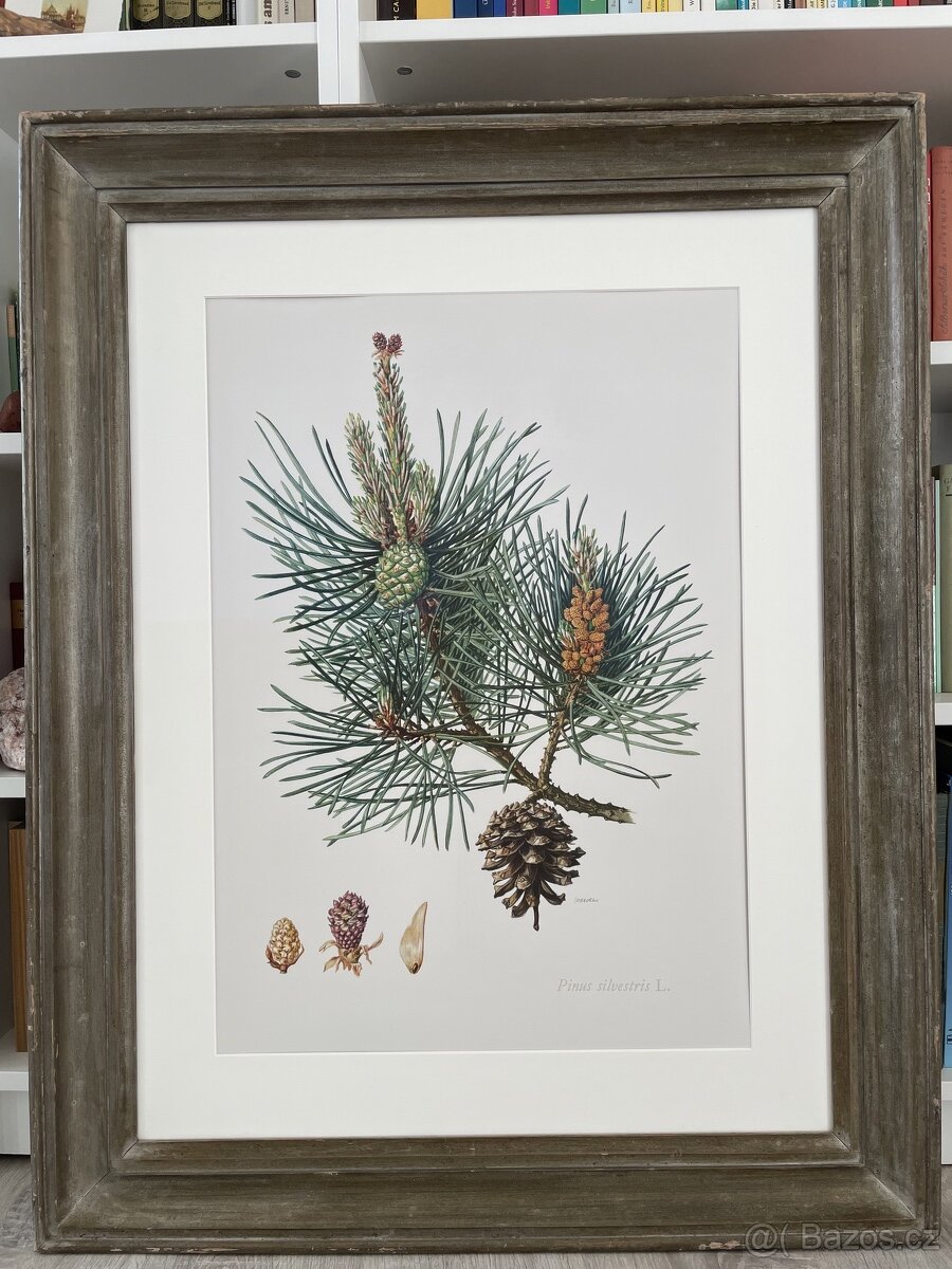 Borovice lesní Print Pinus Sylvestris pine