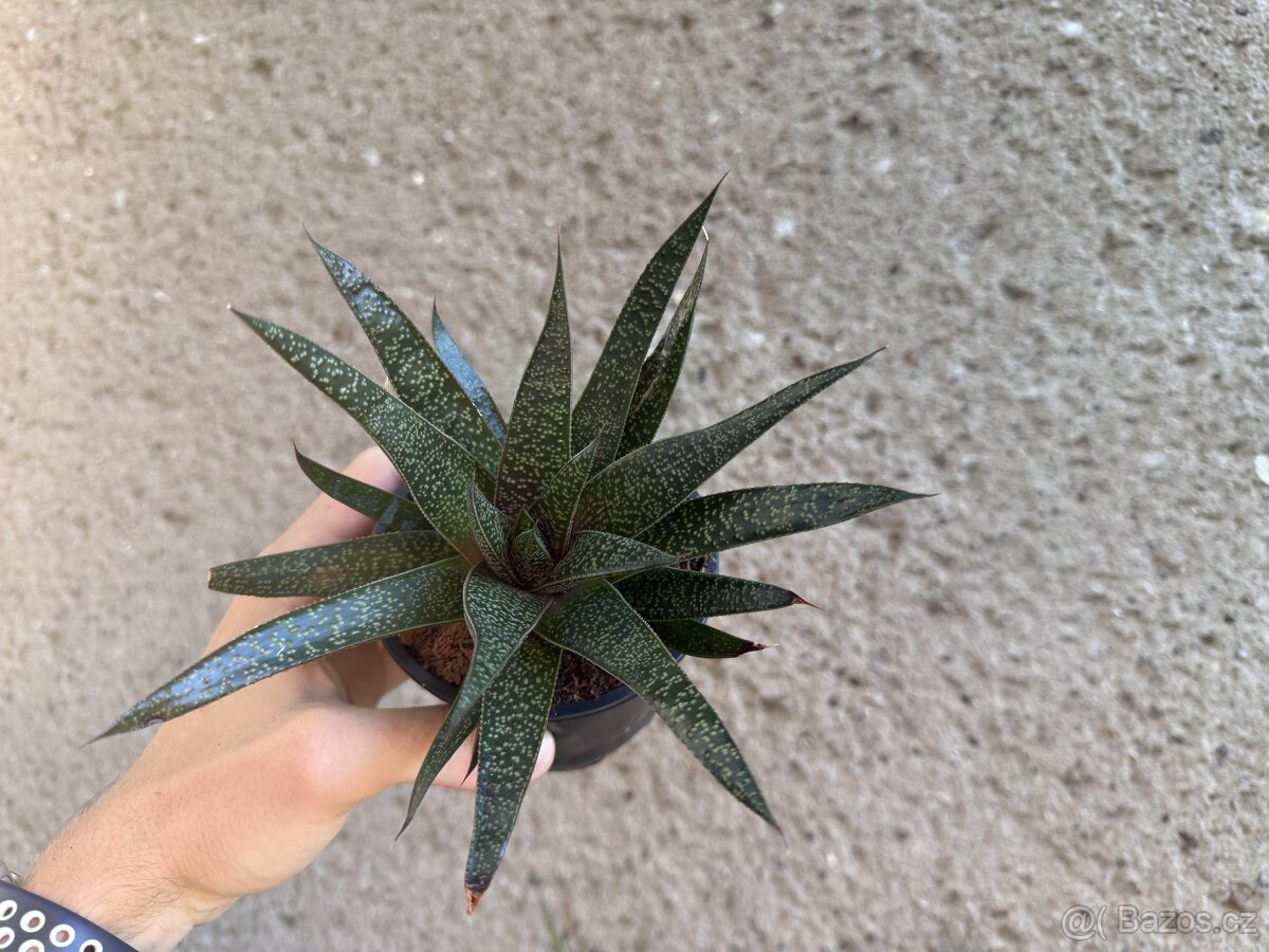 Aloe artista - nenáročná sukulentní rostlina