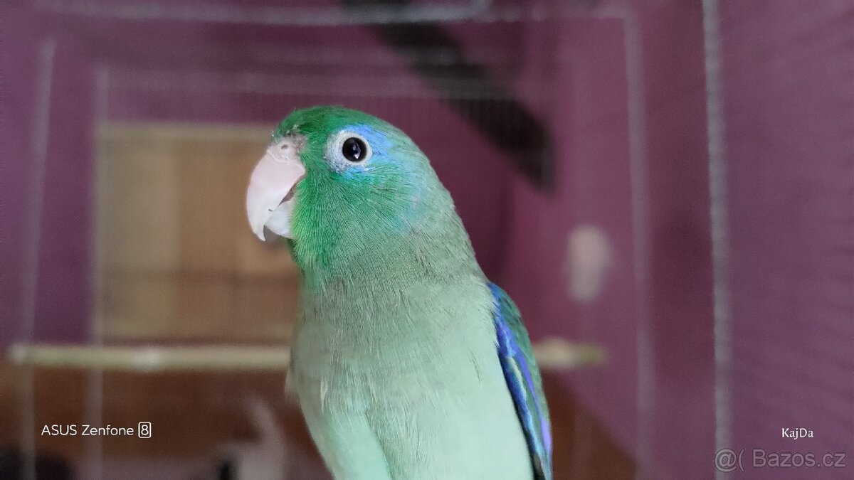 Papoušíček brýlatý