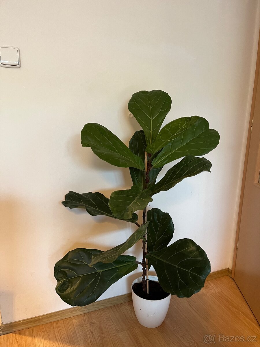 Pokojová rostlina 🌿 Fíkus Lyrata - výška 120 cm