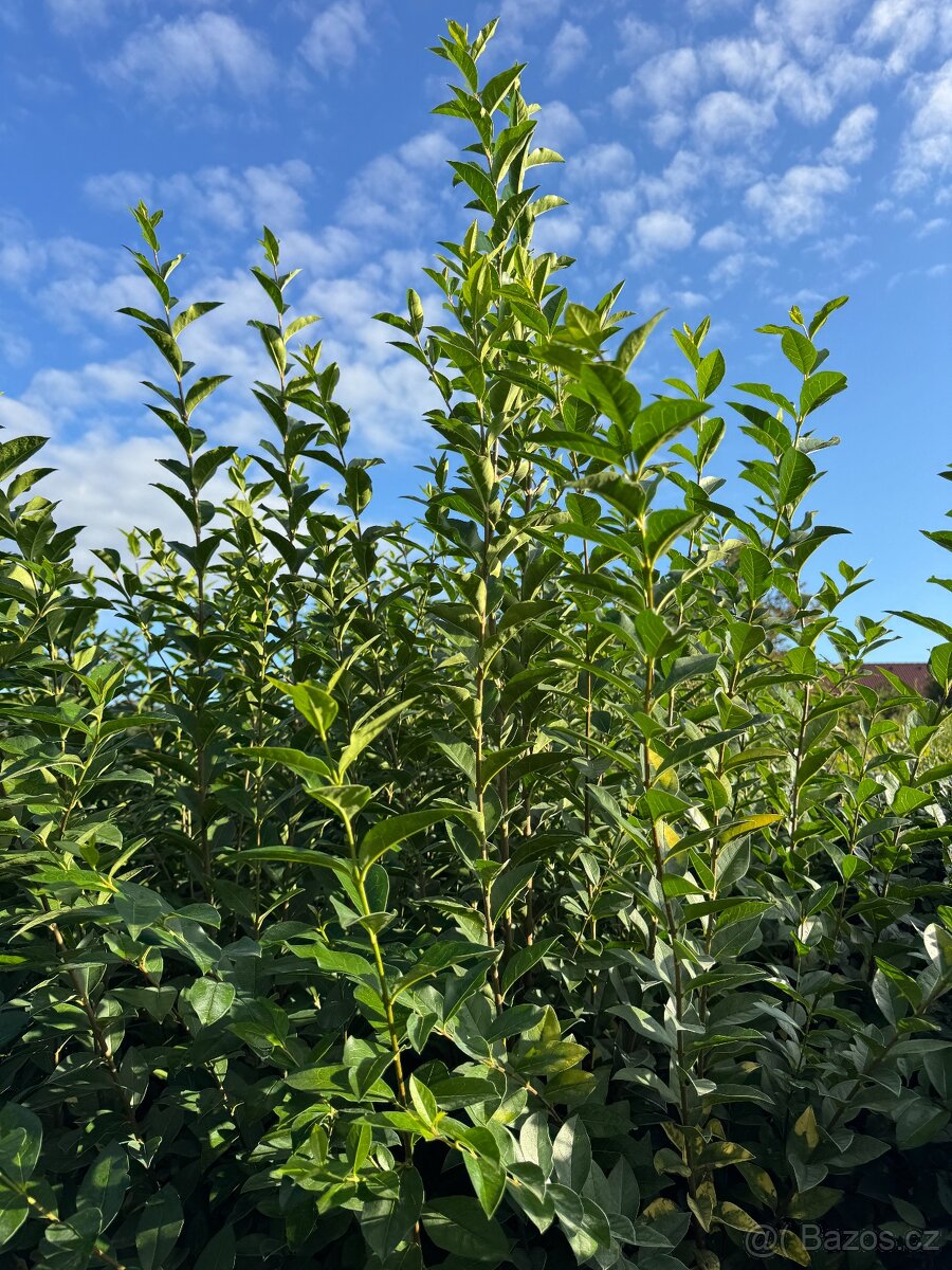 Ptačí zob neopadavý 80-120 cm/2L