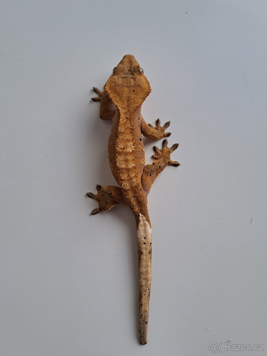 pagekon řasnatý samec..