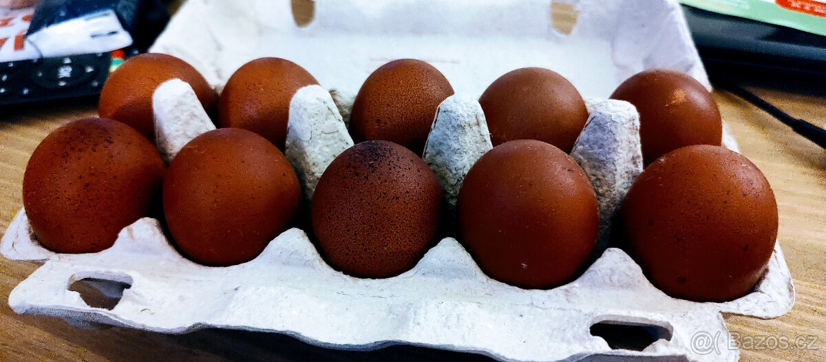 Maranska Měděnokrká nasadová vajíčka