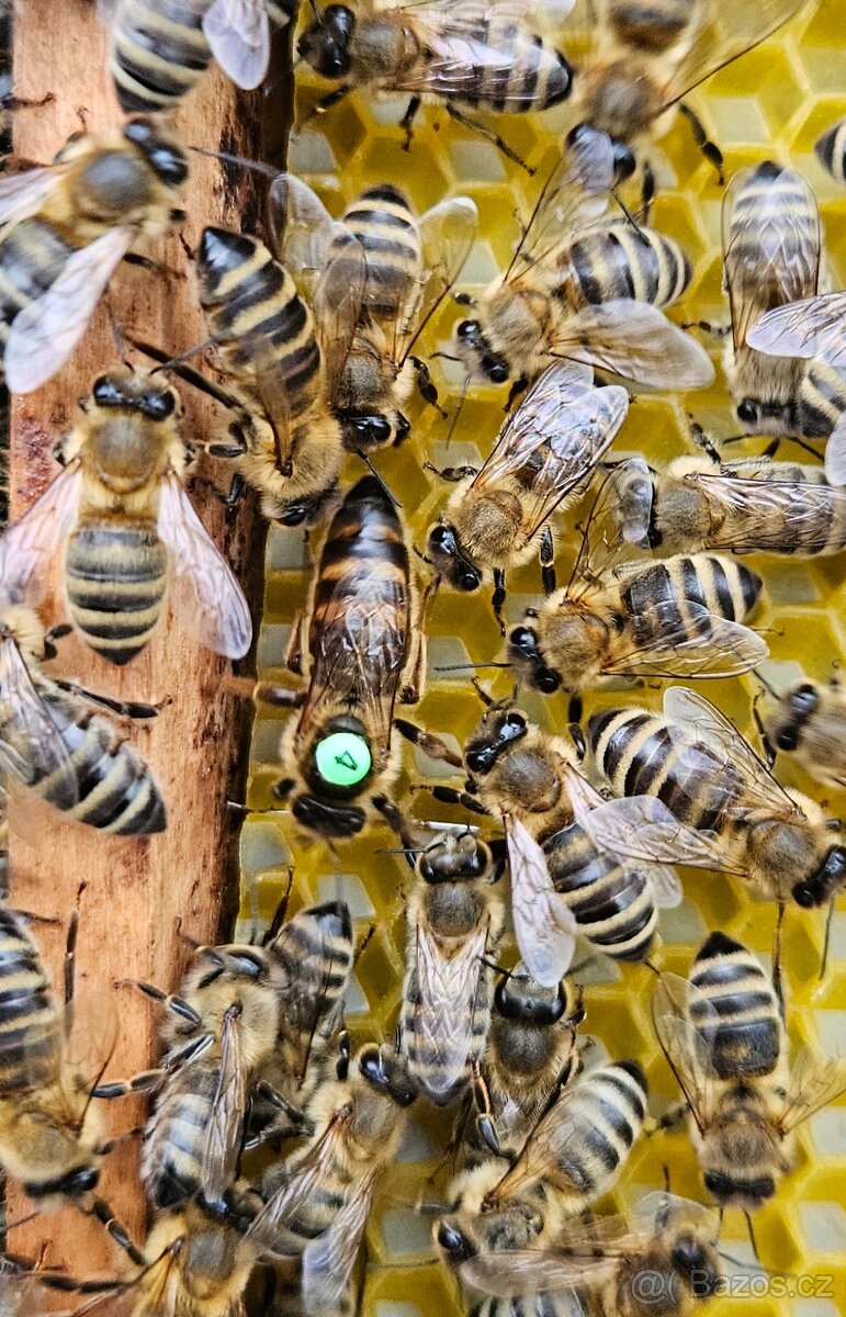 květnové a červnové  včelí oddělky 39x24