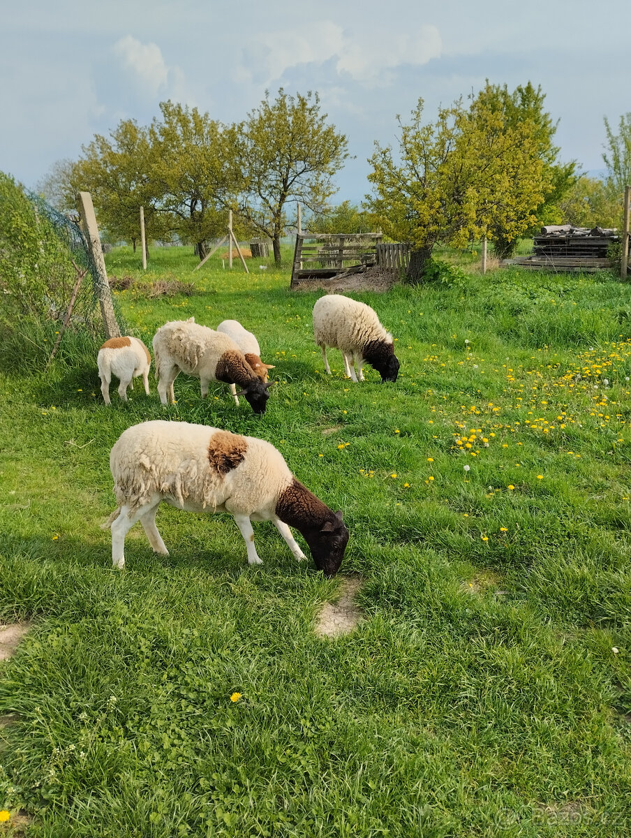 Beran a ovečky