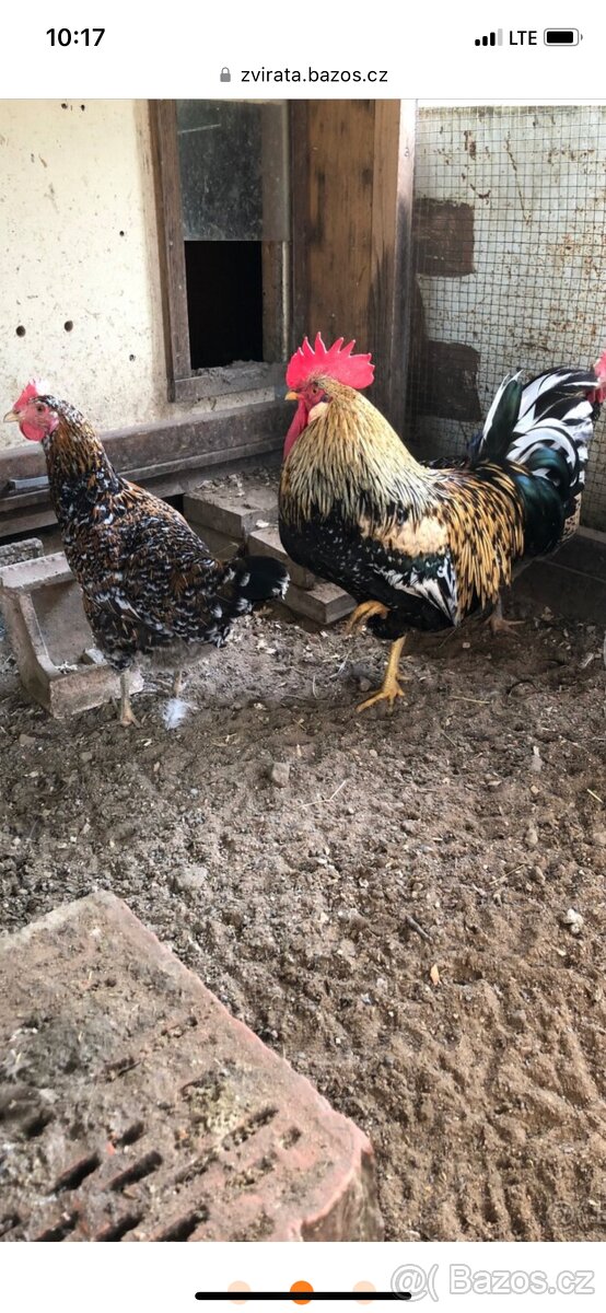 Násadová vejce