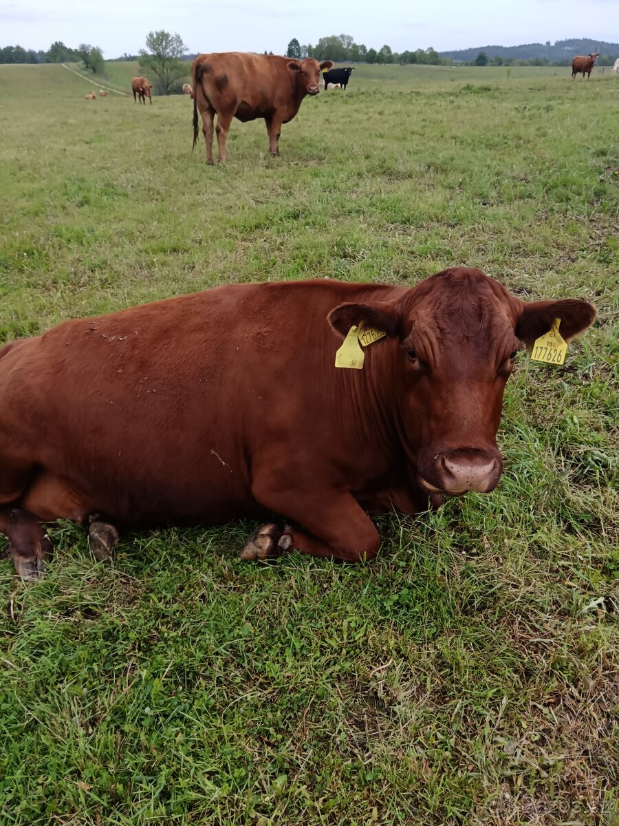Prodám krávy bio
