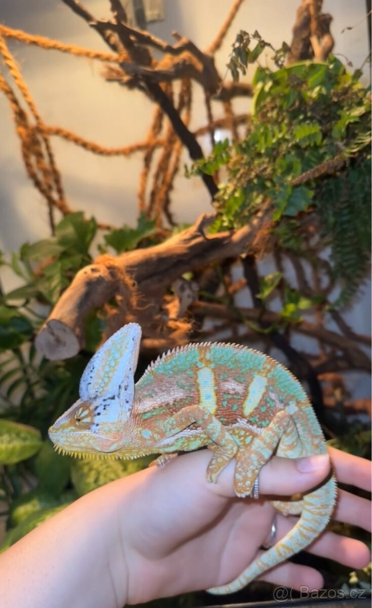 Jemenský Chameleon