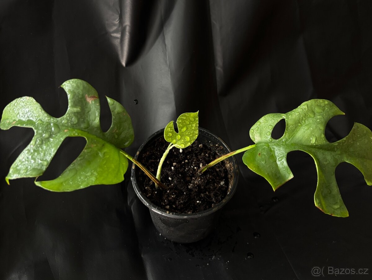 SLEVA Monstera Minima (rhaphidophora tetrasperma)
