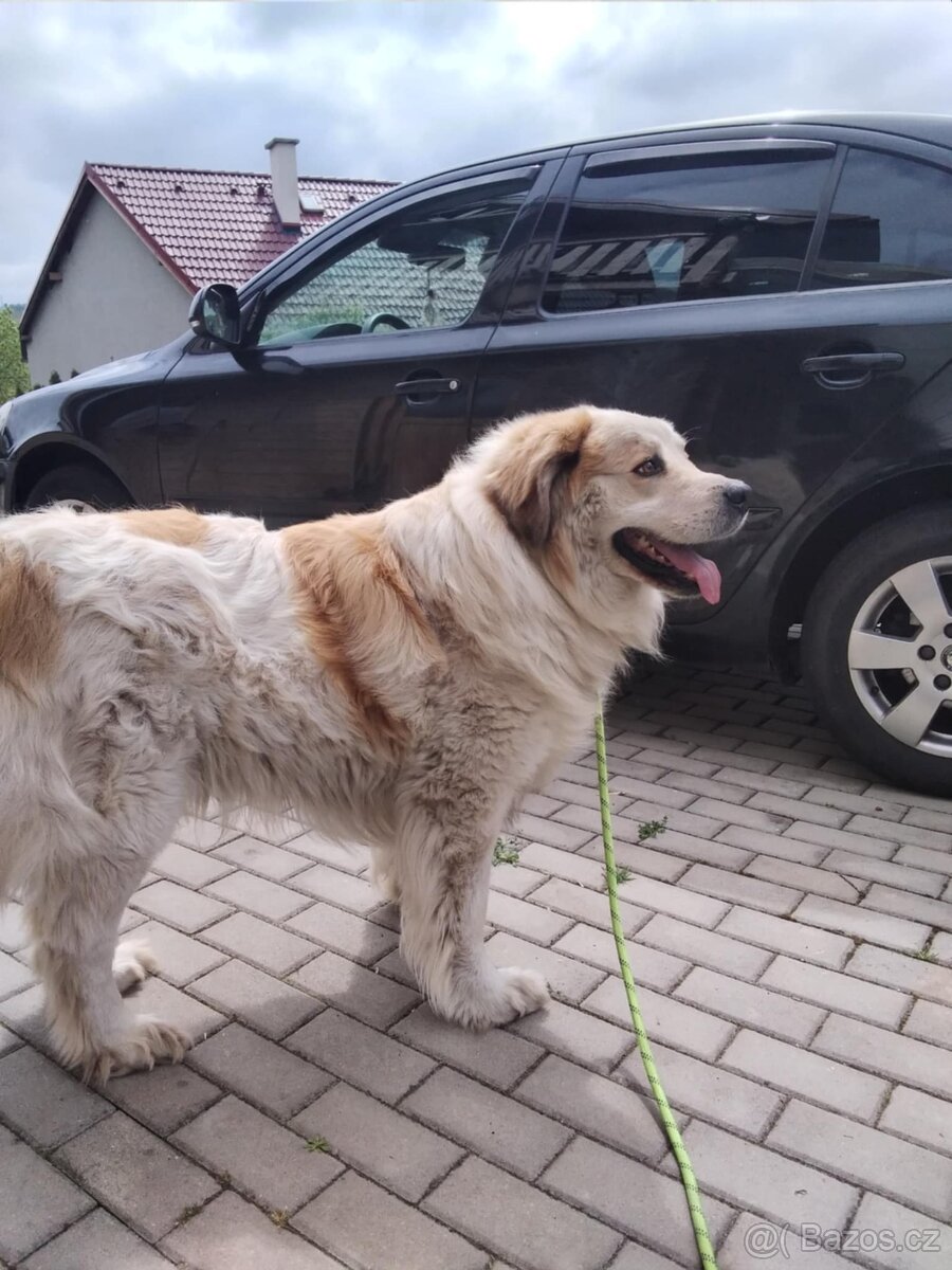 Moskevský strážní