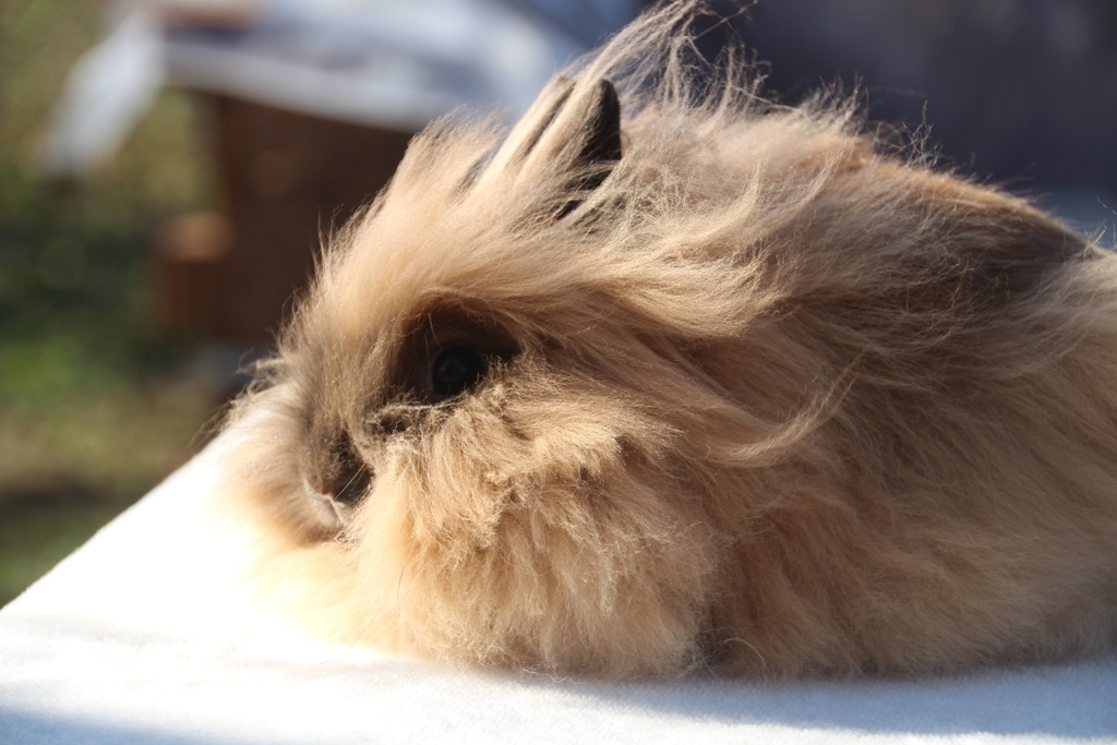 Krásná zakrslá samička teddy/lvíček s milou povahou