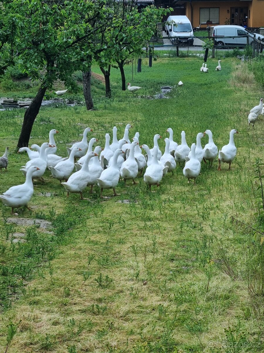 Husy, Kačeny, Krůty( morky)