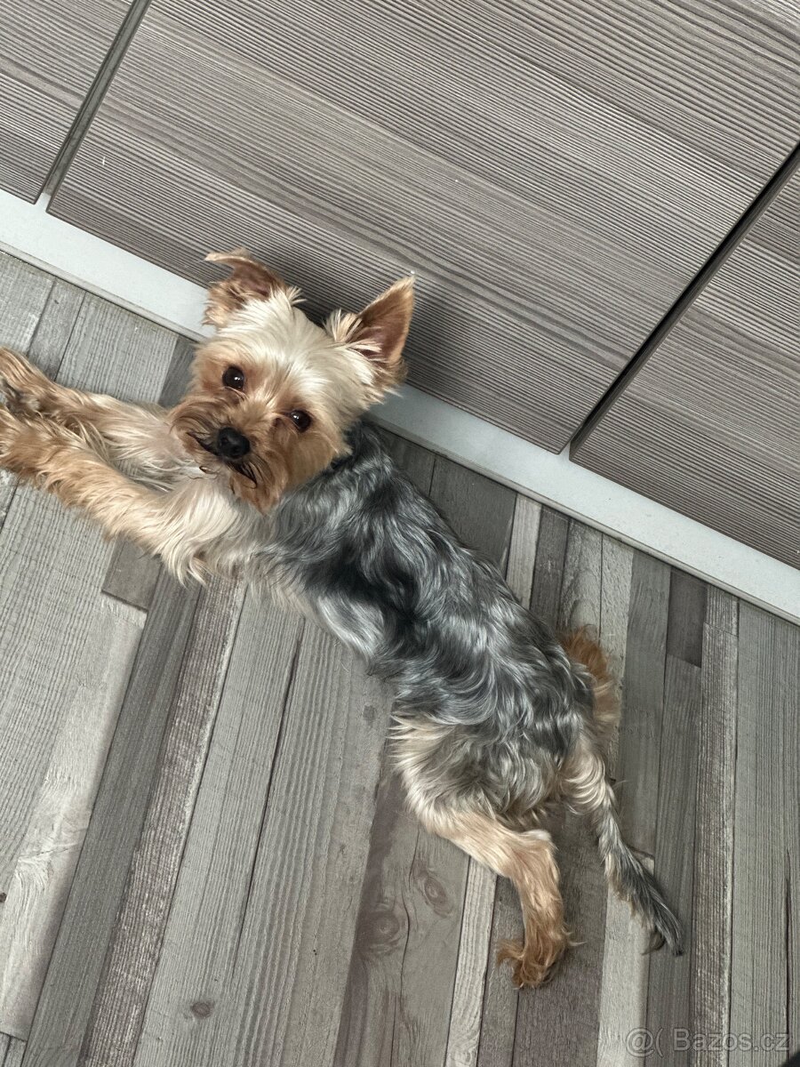 Jorkšírský teriér