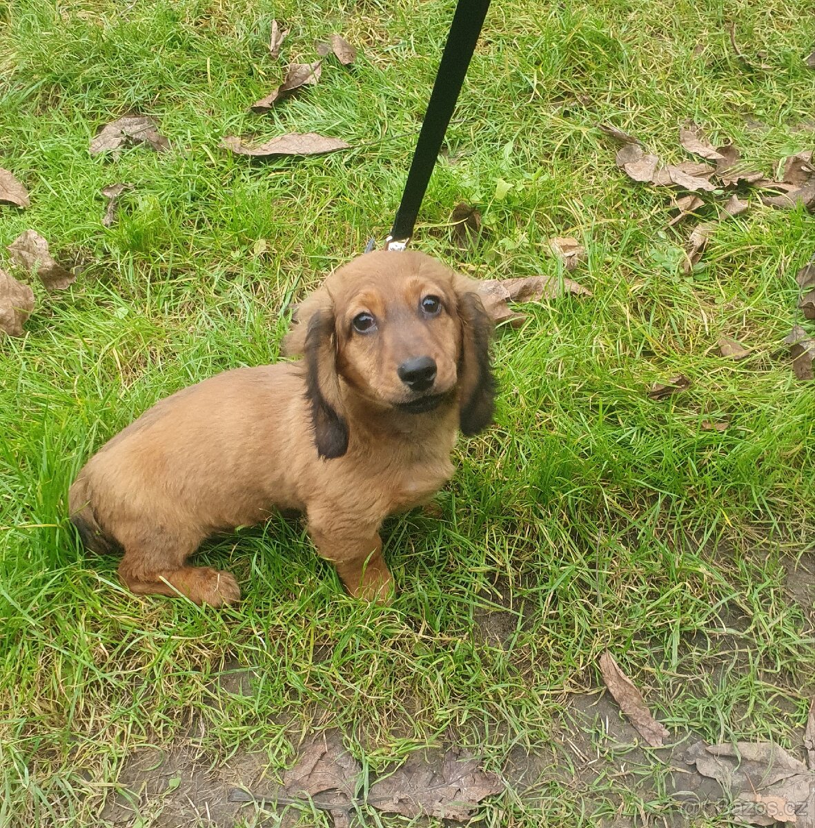 Jezevčík dlouhosrstý