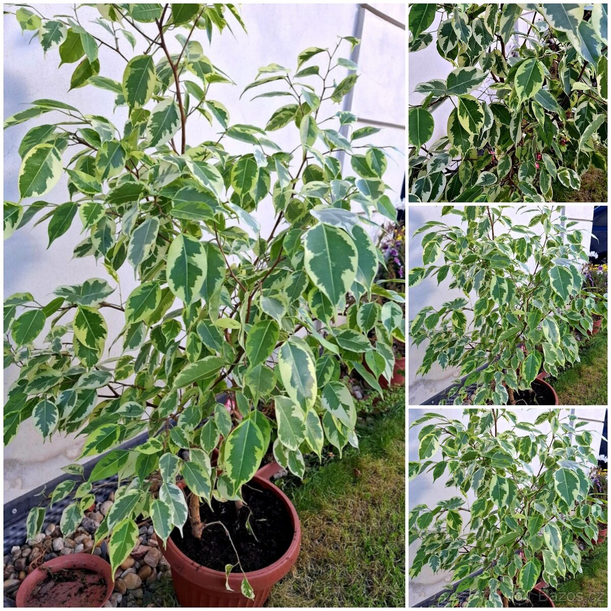 Ficus, Ficus Benjamin, pokojové rostliny, Fikus Benjamin