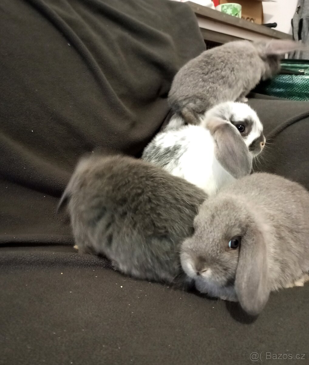 Zakrslý beránek králíček