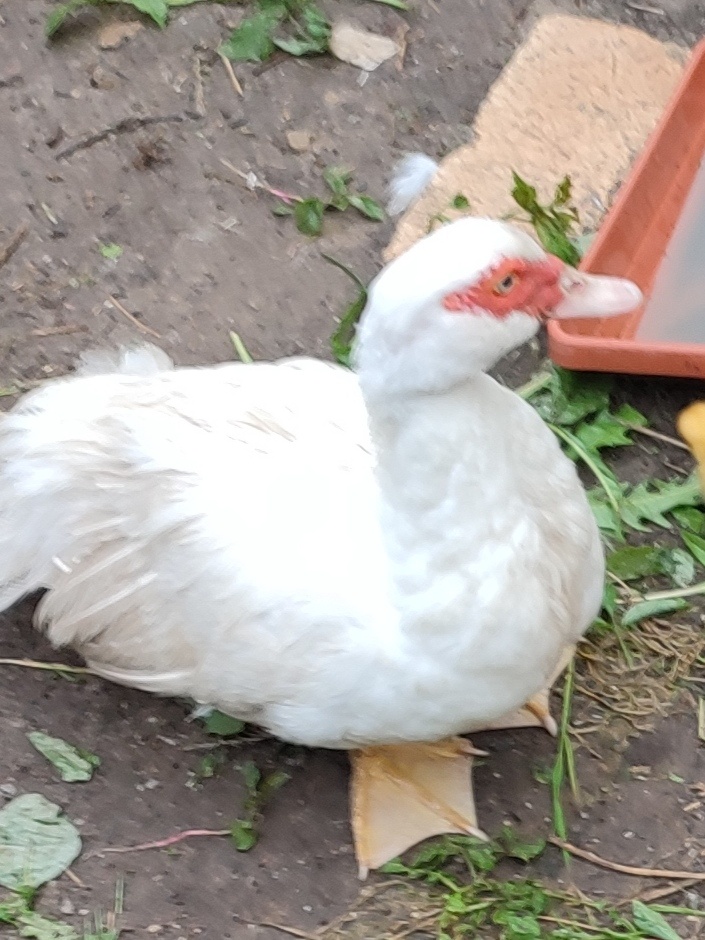 Kachna pižmová - bílá