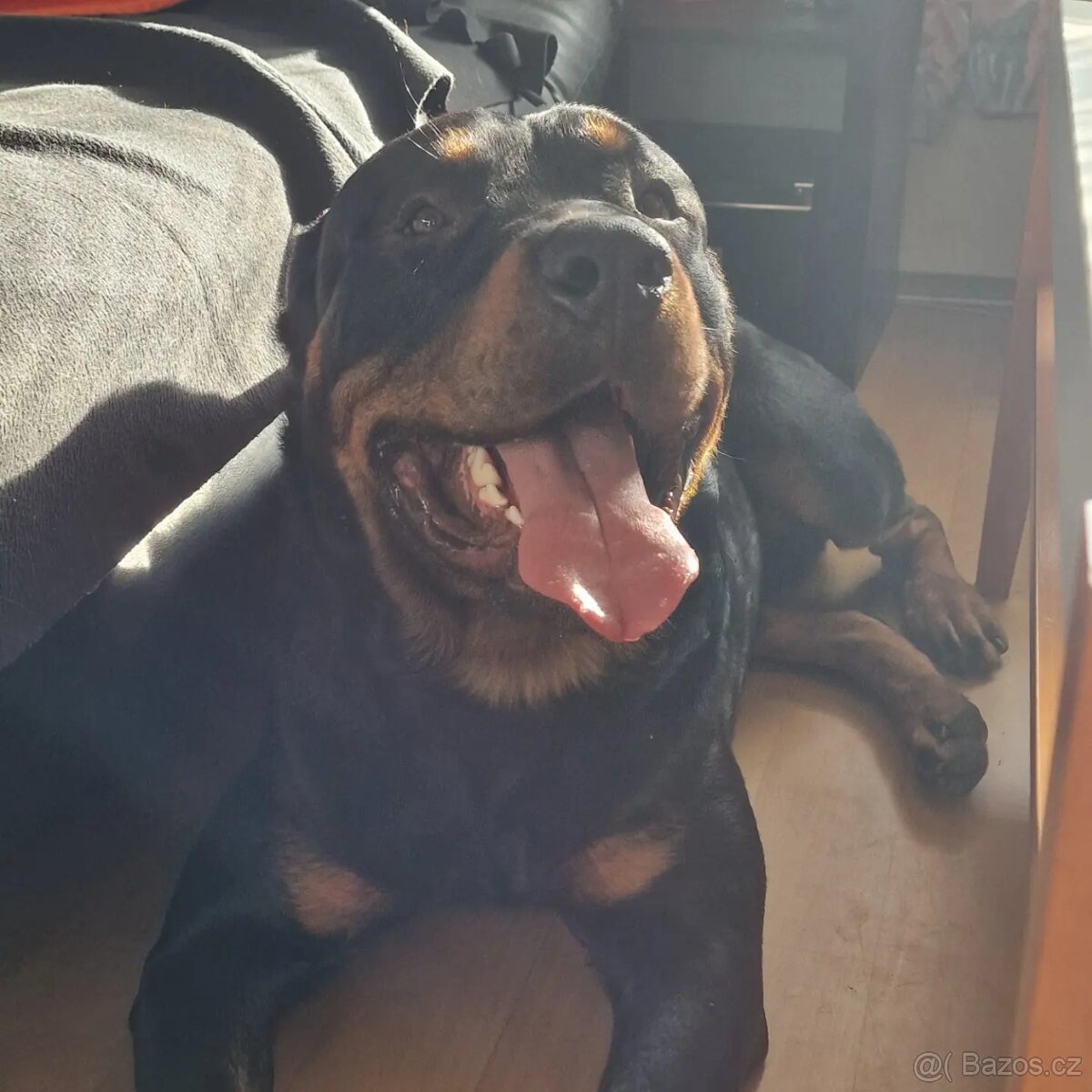 Rotweiler ke krytí
