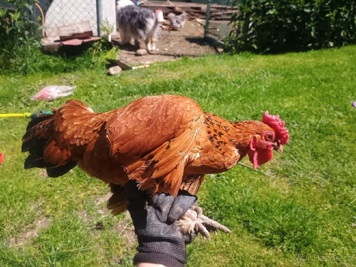 Kohout zakrslá rousná