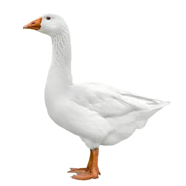 Domácí husa