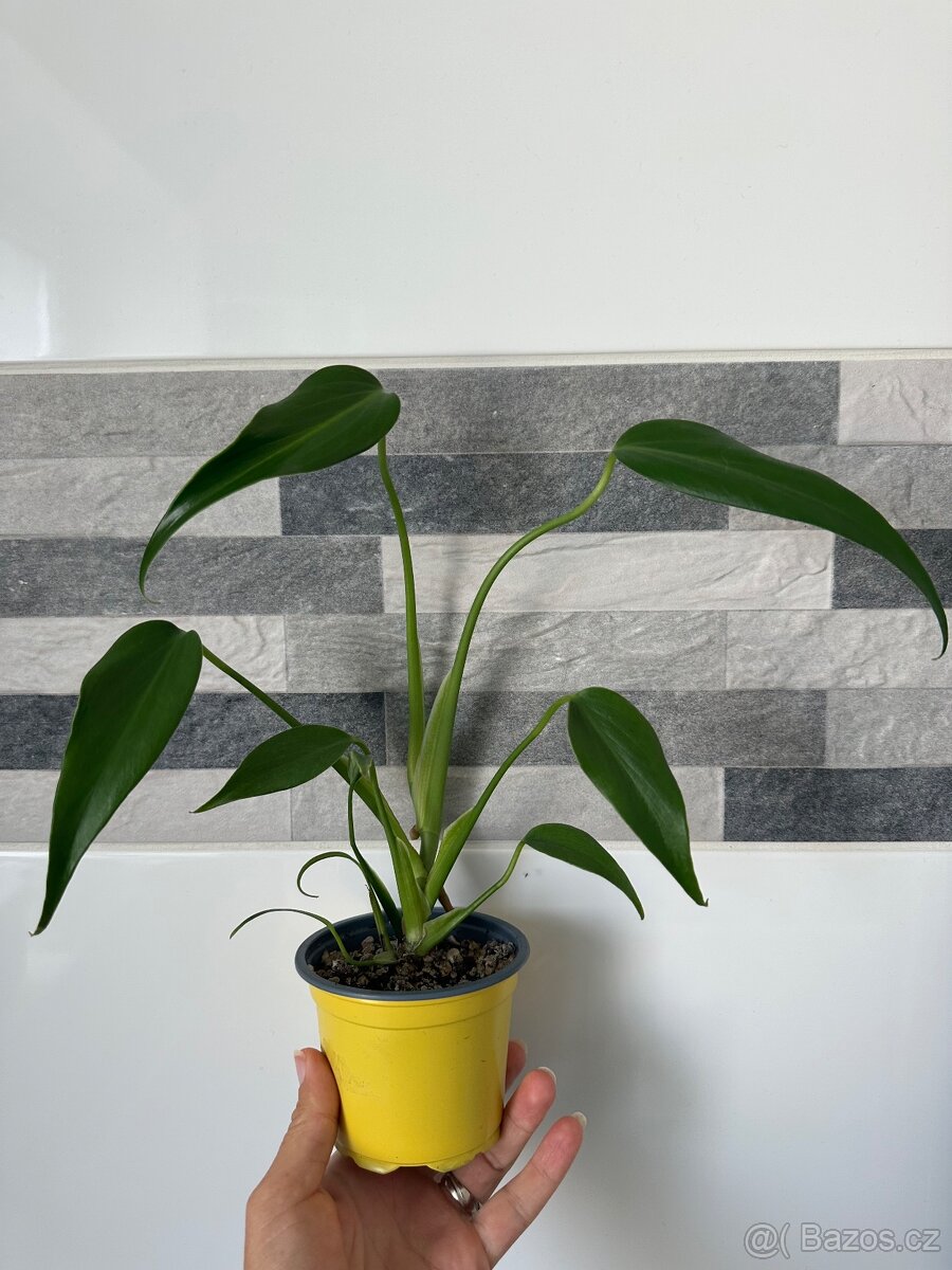 Monstera Burle Marx Flame sběratelská rostlina, květina
