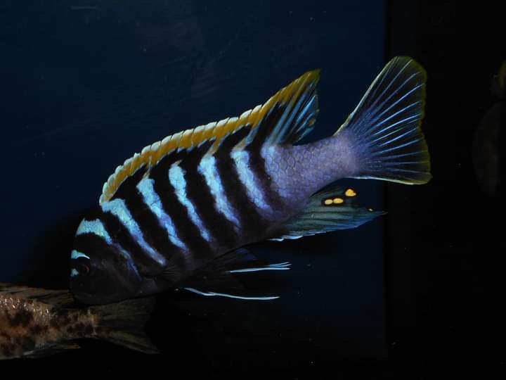 Cynotilapia zebroides Likoma red top