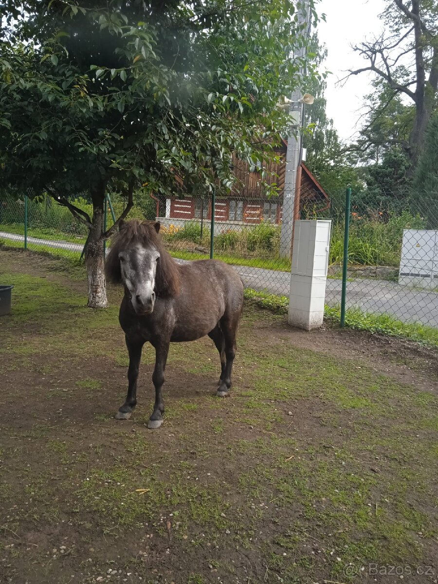 Shetland a mini Shetland