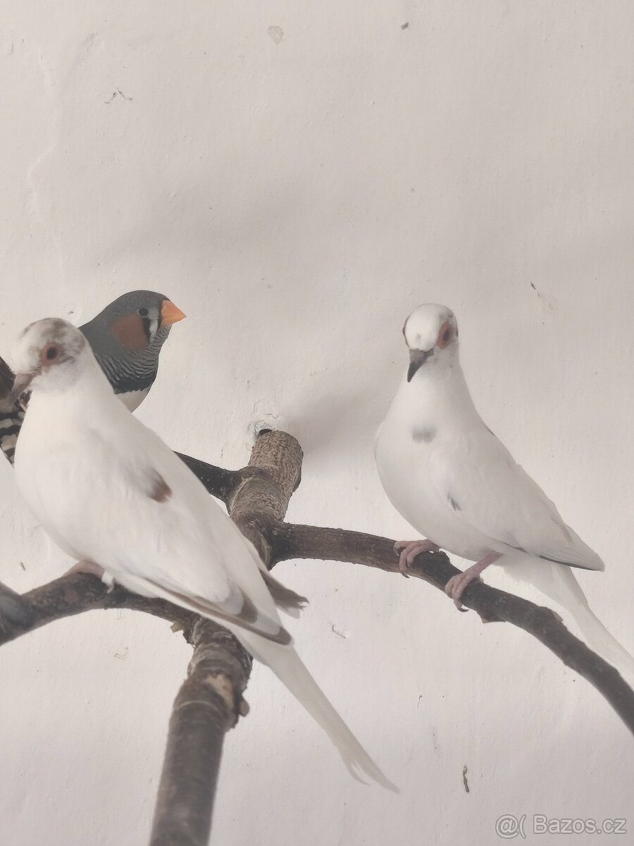 Holoubek diamantový