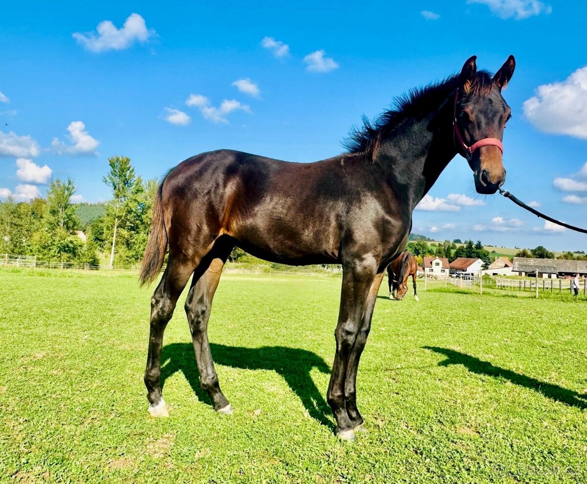 Nadějný drezurní hřebeček po odstavu Toto Gold/Glamourdale