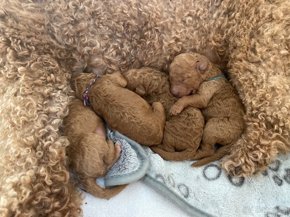 🐩 Královský pudl – štěňátka s PP FCI, červeno-plavá,3 fenky