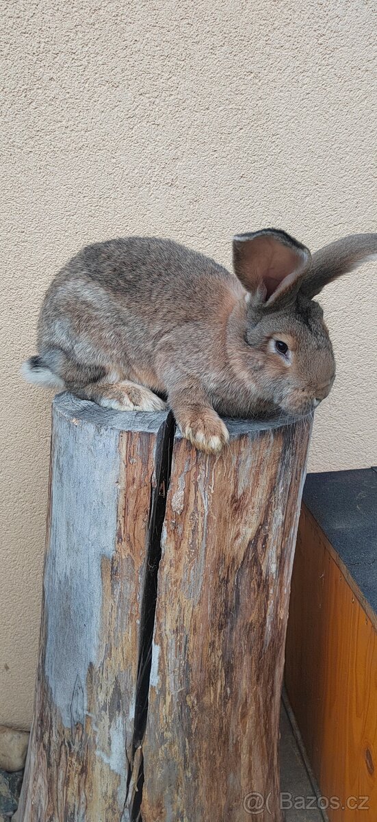 Belgicky obr samička