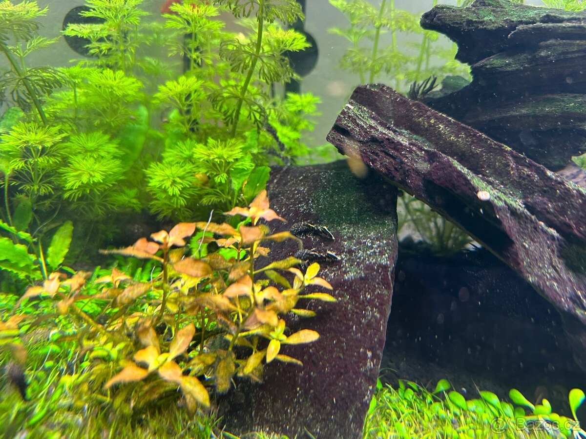 Akvarijní ryby - Ancistrus, Gupky (Živorodka Duhová)