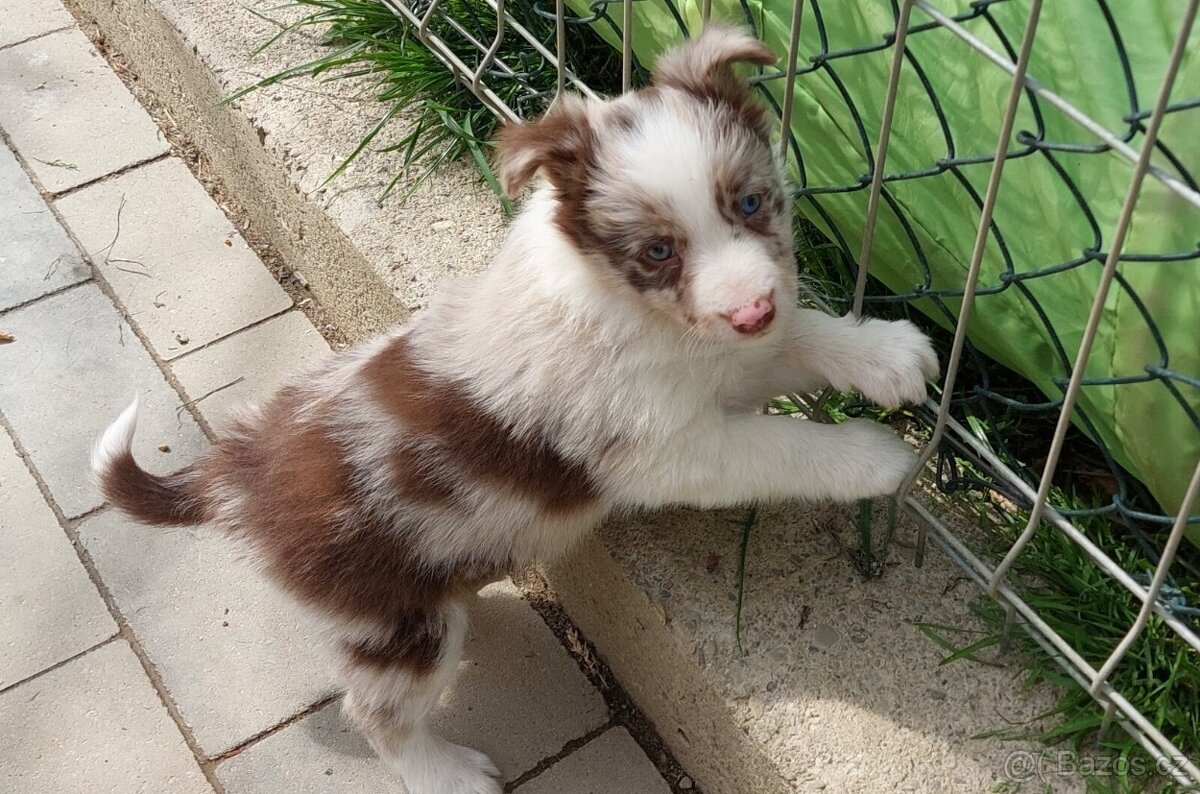 Border collie