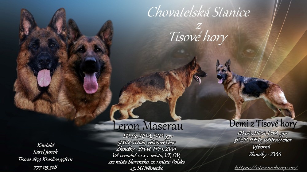 německý ovčák štěňata s PP